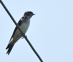 Petrochelidon fluvicola