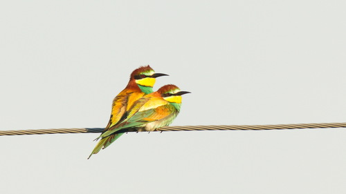 Abejaruco europeo (Merops apiaster)