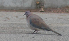Streptopelia senegalensis
