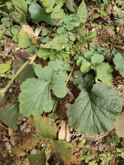 Geum japonicum