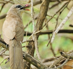 Taccocua leschenaultii
