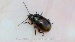 Chrysolina aurichalcea