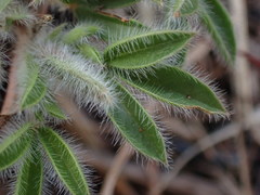 Leobordea divaricata