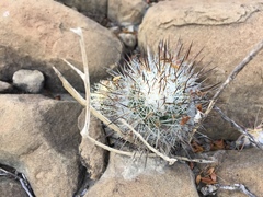 Rapicactus beguinii
