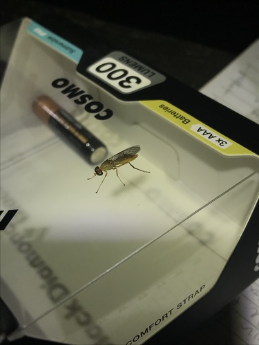 Stratiomyidae image