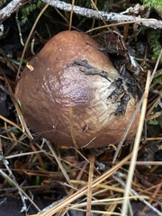 Suillus punctatipes