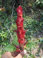 Sanchezia cyathibractea