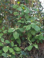 Sanchezia cyathibractea