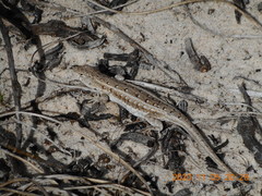 Liolaemus wiegmannii