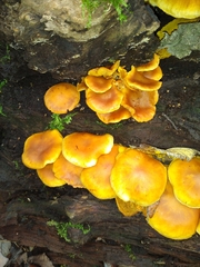Flammulina velutipes