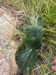 Lichtensteinia latifolia