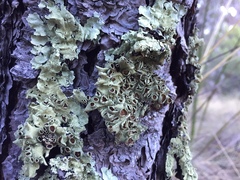 Flavopunctelia praesignis