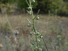 Artemisia alba