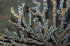 Subergorgia suberosa