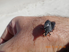 Mecocephala bonariensis