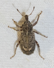 Listroderes difficilis