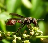 Zethus analis - Photo (c) Francisco Farriols Sarabia, some rights reserved (CC BY), uploaded by Francisco Farriols Sarabia