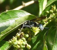 Chalybion zimmermanni