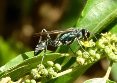 Chalybion zimmermanni