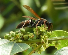 Polistes pacificus