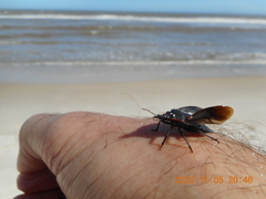 Mecocephala bonariensis
