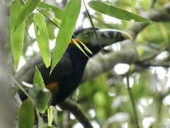 Selenidera maculirostris