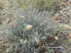 Helichrysum italicum