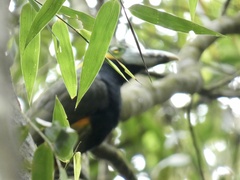 Selenidera maculirostris