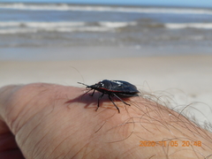 Mecocephala bonariensis