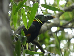 Selenidera maculirostris