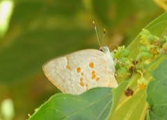 Tmolus echion echiolus