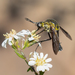 Scaly Bee Fly - Photo (c) ronthill, some rights reserved (CC BY-NC)