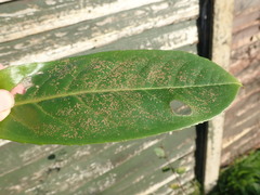 Phycopeltis arundinacea