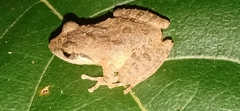 Pseudophilautus