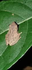 Pseudophilautus