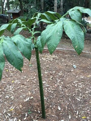 Amorphophallus hirtus