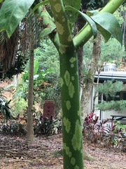 Amorphophallus hirtus