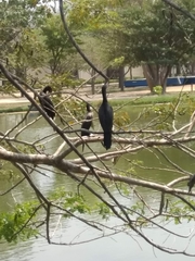 Nannopterum brasilianum