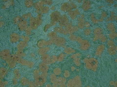 Phycopeltis arundinacea