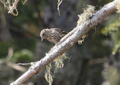 Spinus pinus image