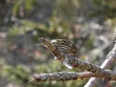 Spinus pinus image