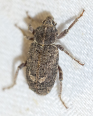 Listroderes difficilis