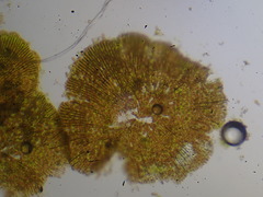 Phycopeltis arundinacea