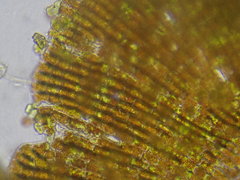 Phycopeltis arundinacea