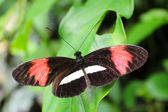 Heliconius melpomene rosina