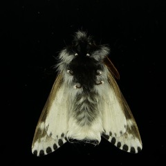 Podalia pedacia