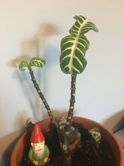 Aphelandra squarrosa