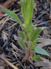 Acalypha angustata
