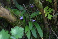Streptocarpus johannis