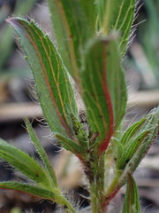 Acalypha angustata